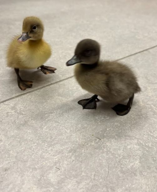 ducks
