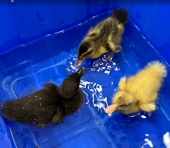 ducks